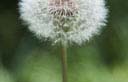 Dandelion Weeds around the mailbox